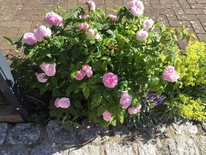 Ferienwohnung in K&uuml;hlungsborn - Ferienhaus zum Strand - Garten mit englischen