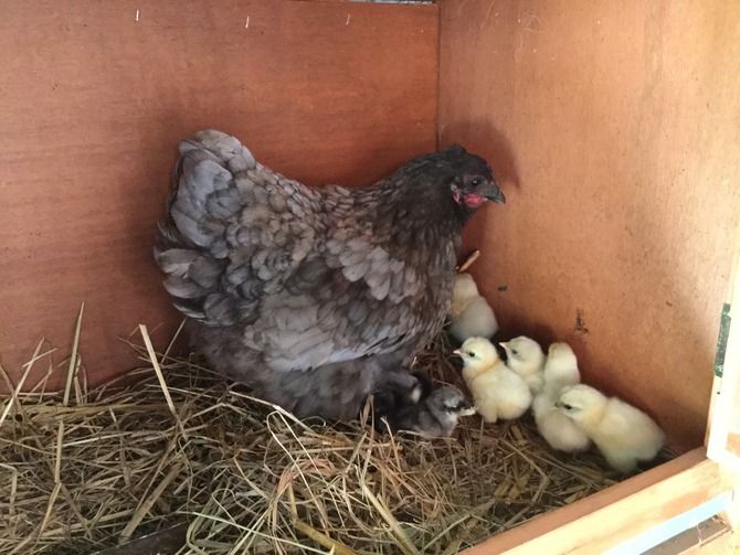 Ferienwohnung in Fehmarn OT Sulsdorf - Bauernhus - Puschel mit K&uuml;ken
