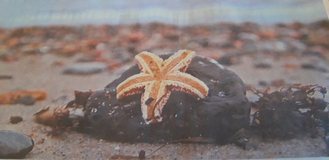 Ferienwohnung in B&ouml;rgerende - Bull - Ostsee