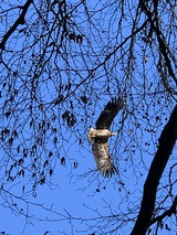Ferienwohnung in Lassan - Haus Achterwasserm&uuml;cke - Bild 17
