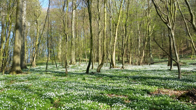 Ferienwohnung in Baabe - Sand und Meer - Fr&uuml;hjahrsimpression