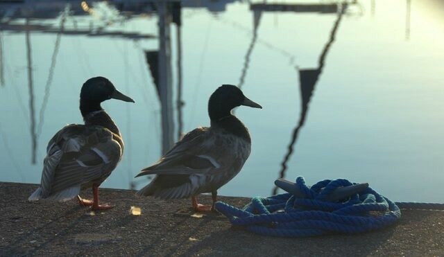 Ferienwohnung in Neustadt - ancora Marina Haus 1 Nr. 03, Typ 1 - Bild 14