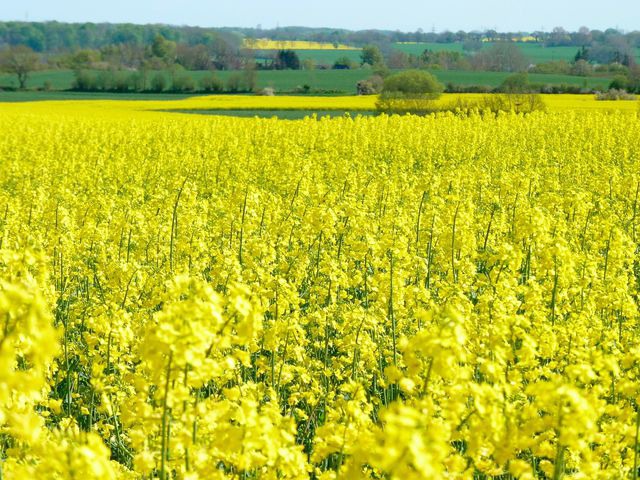 Ferienwohnung in Gr&ouml;dersby - FeWo Seegras - Bild 18