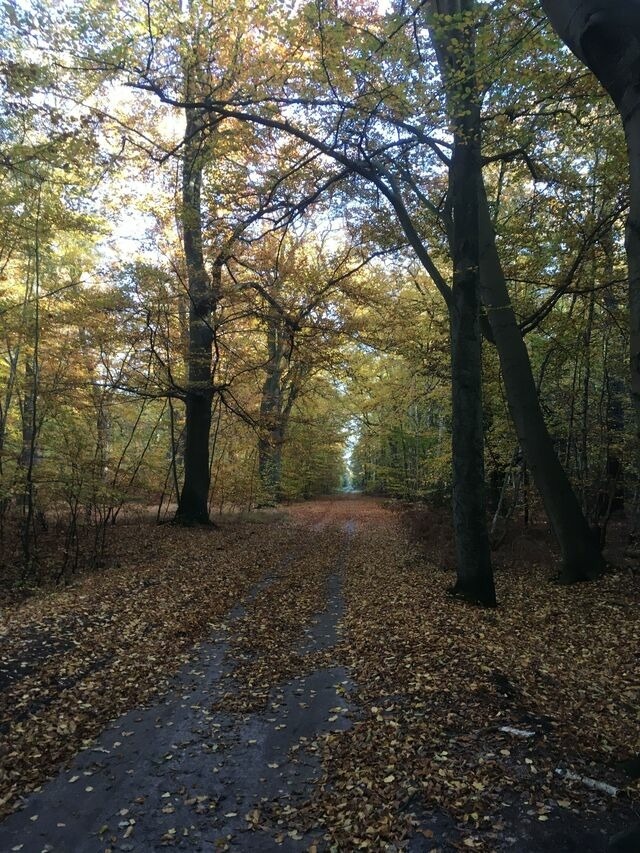Ferienwohnung in G&ouml;hren - Fewo Ostseeparadies G&ouml;hren - Bild 22