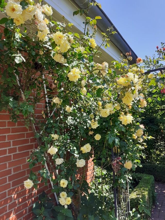 Ferienwohnung in Gro&szlig; Wittensee - Martens - Bild 8