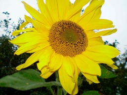 "Ferienhaus Strandl&auml;ufer"