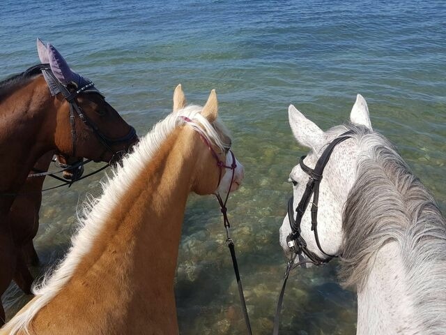 Ferienwohnung in Fehmarn OT Vadersdorf - RosenG&auml;rtchen - Bild 17