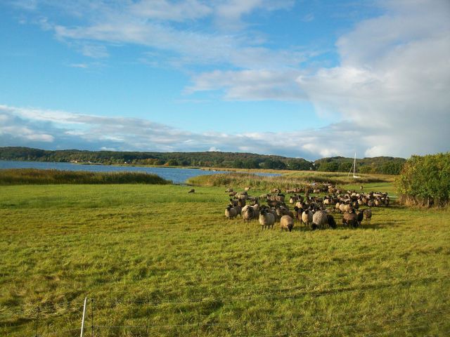 Ferienwohnung in Baabe - Villa Carina "Carina's 902" - Bild 13