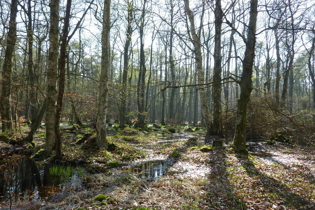 Ferienwohnung in Prerow - FeWo Weststrand - Heuser Prerow - Bild 15