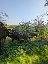 Ferienwohnung in Carinerland - Wagen am Rande der Welt - Bild 22