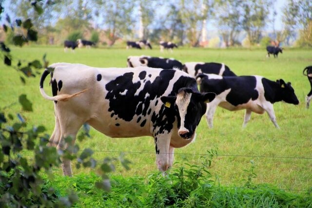 Ferienwohnung in B&ouml;rgerende-Rethwisch - Ferienwohnung Arne - Bild 15
