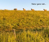 Ferienwohnung in Stein - Neustein 07 - Bild 17