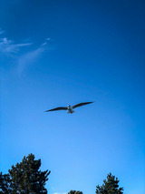 Ferienhaus in Gl&uuml;cksburg - Ferienhaus Seeadler 32 - Bild 23