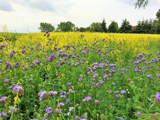Ferienwohnung in Gollwitz - Spatzennest - Sommer auf Poel